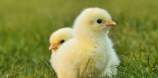 Jak zabezpieczyć kran przed mrozem?